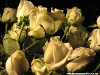 IMG_1180.jpg