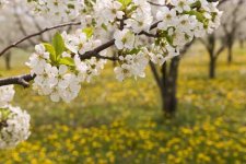 1_spring_blossoms.jpg