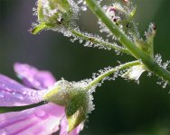 tender_nature_jenny_downing%20(4).jpg