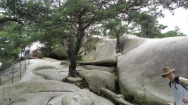 TreeonMountainRock.jpg