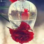Avazak_ir-Love%20(10427)[1].jpg