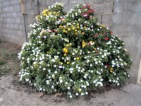 Flower.jpg