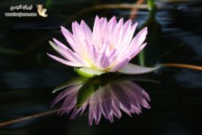 1283802705reflection-photography-24.jpg