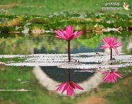 1283802705reflection-photography-29.jpg