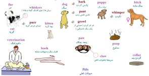 Pets.jpg