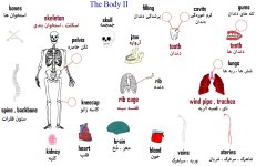 Body.jpg